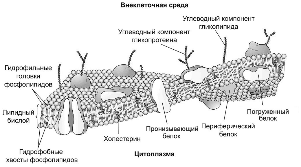 Плазматическая мембрана для ЕГЭ