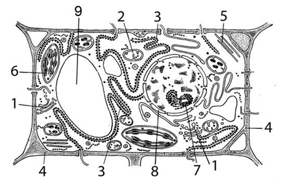 Строение растительной клетки для ЕГЭ