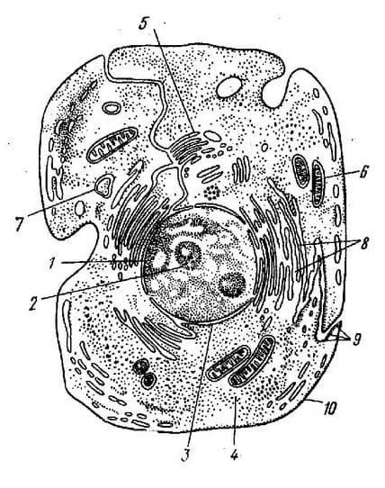 Строение животной клетки для ЕГЭ