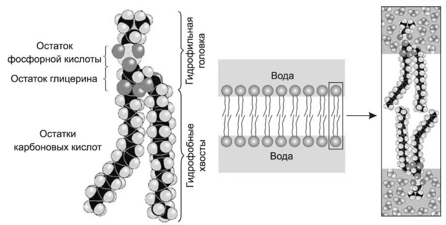 Строение молекул фосфолипидов и их ориентация в воде